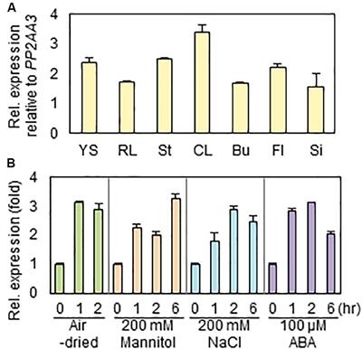 AP2/DREB Transcription Factor RAP2.4 Activates Cuticular Wax Biosynthesis in Arabidopsis Leaves Under Drought